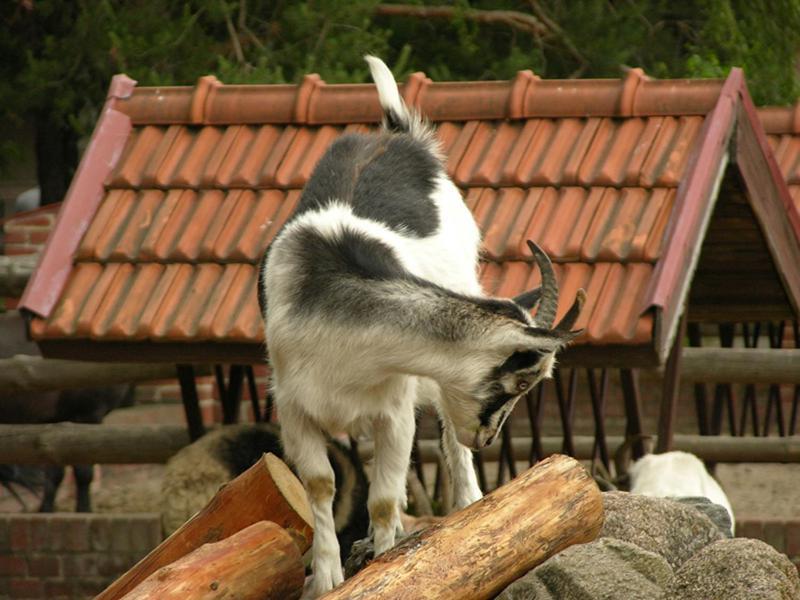 Wawrzkowizna Rząsawa Exterior foto